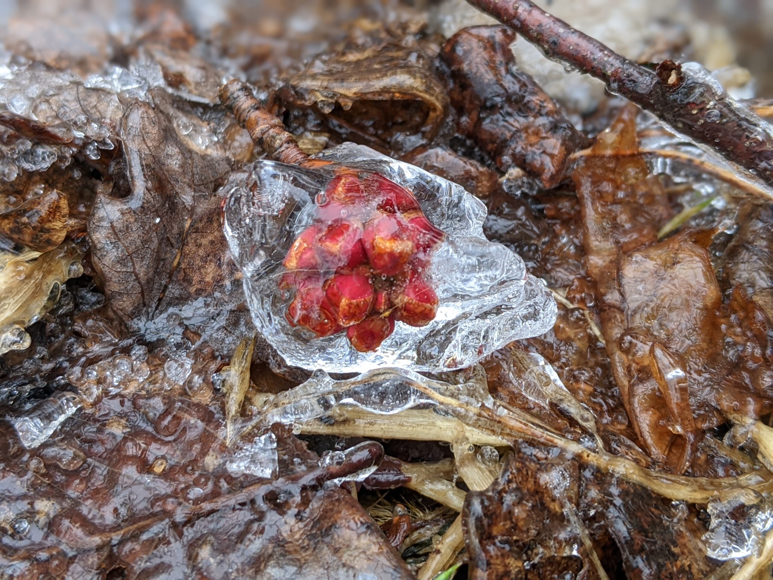Maples and Michigan’s February 2023 Ice Storm