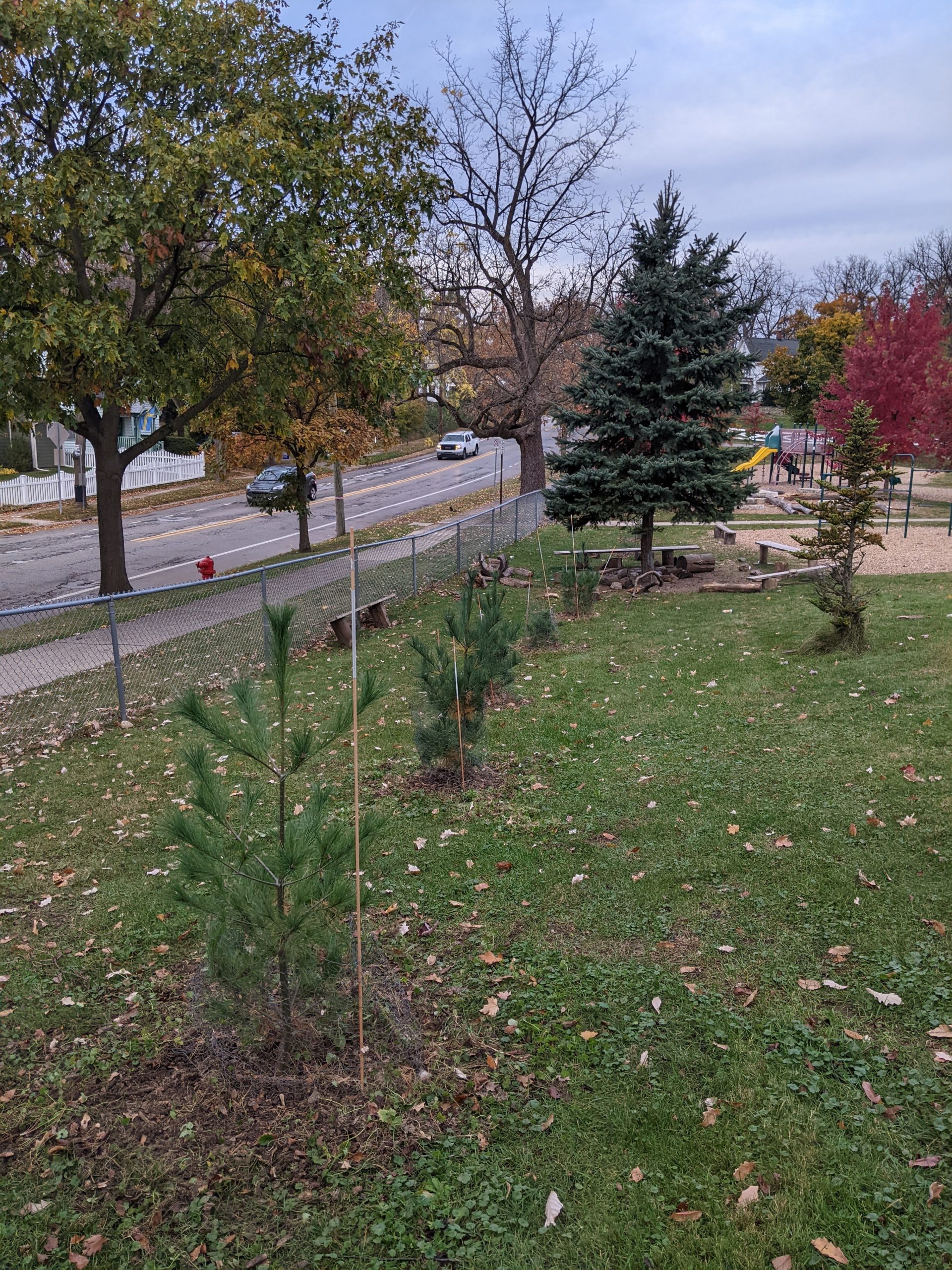 Conifers along Miller Ave at Mack School