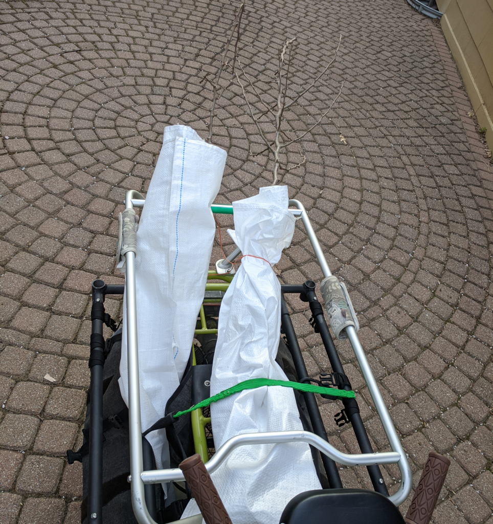 Two bundled up trees - just whips, no leaves - on the back of a cargo bike
