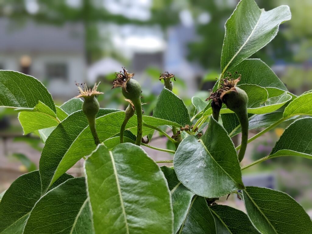 A close up shot of a pear bough with a few tiny developing fruits